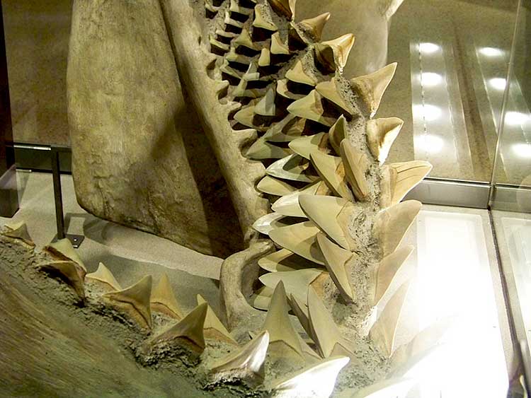 clanok-zub-prehistorickeho-lovca-velryb-vyplavilo-more-detektory-nox-e Zub lovca veľrýb