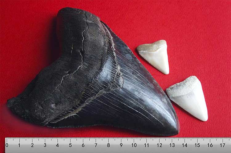 Porovnanie zubu megalodona a dnešných zubov žraloka